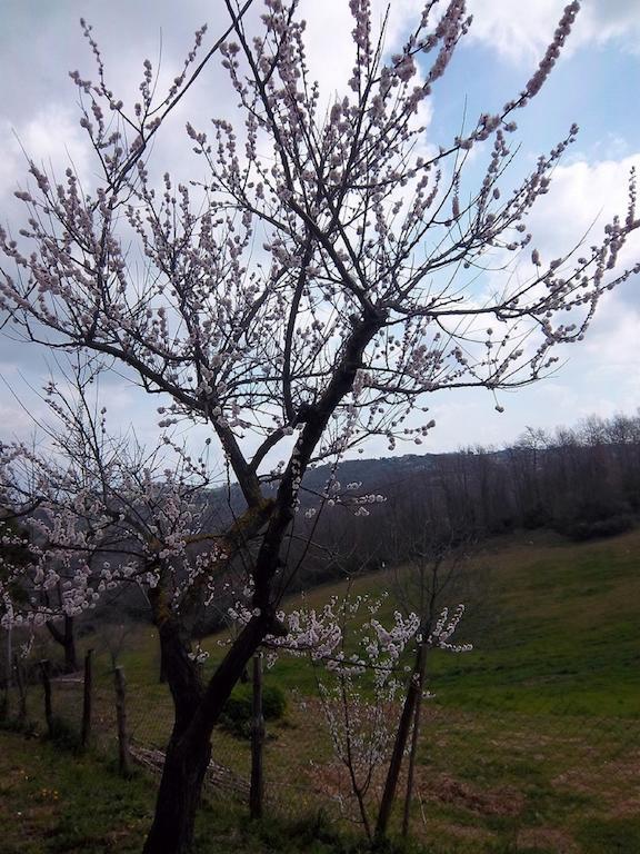 Agriturismo Norianino Montemerano Luaran gambar
